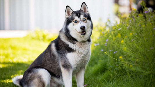 Siberian Husky sitting on grass beside colorful wildflowers in bright sunlight.