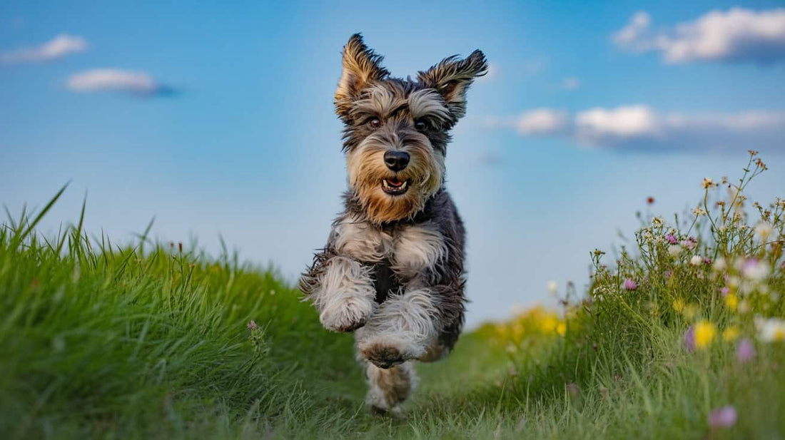 Energetic dog running through a grassy field with a clear blue sky background.