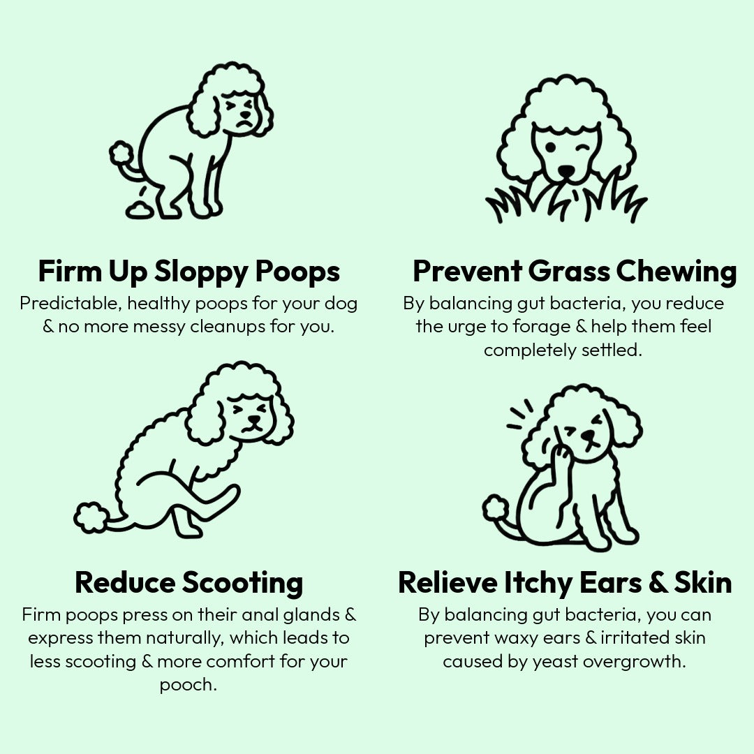 Probiotic Chews For Dogs