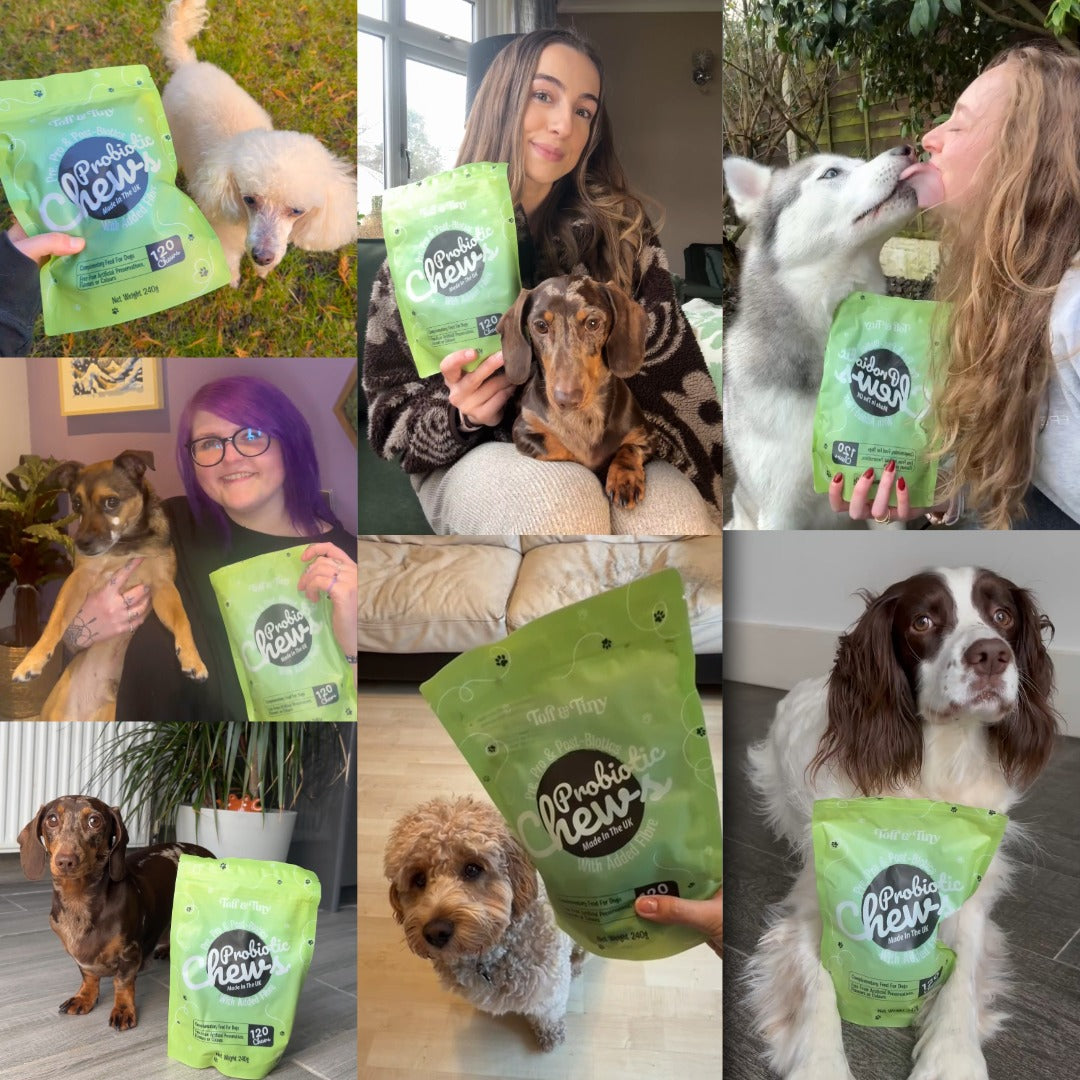 Probiotic Chews For Dogs
